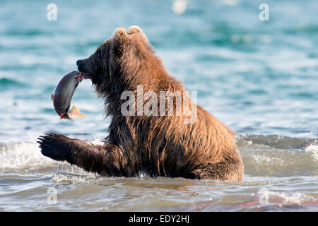 Ein Braunbär fängt einen Lachs während der Lachs laufen Stockfoto