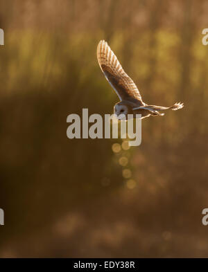 Wilde Jagd der Schleiereule Tyto Alba in Gloucestershire Grasland Stockfoto