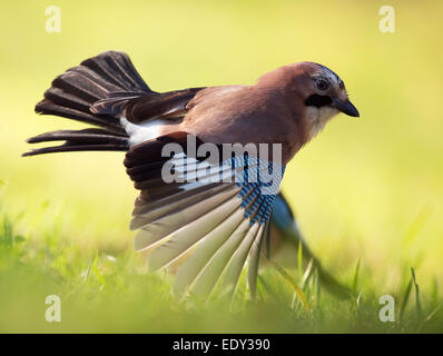 Jay (Garrulus, Glandarius) im Flug Stockfoto