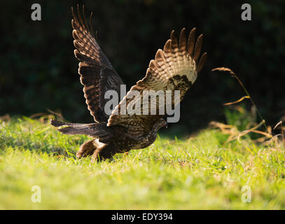 Wilde Mäusebussard Buteo Buteo auf ausziehen nach der Fütterung Stockfoto