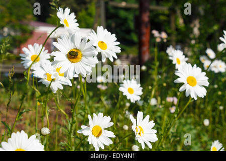 Chrysantheme (Dendranthemum Grandifflora) und Fehler in Morgen in Japan Stockfoto