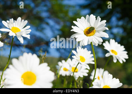 Chrysantheme (Dendranthemum Grandifflora) und Fehler in Morgen in Japan Stockfoto