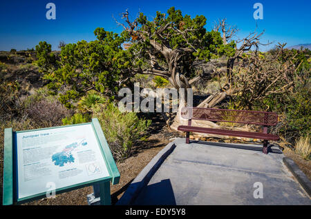 Malpais Naturlehrpfad, Valley of Fires Naherholungsgebiet Carrizozo, New Mexico, USA Stockfoto