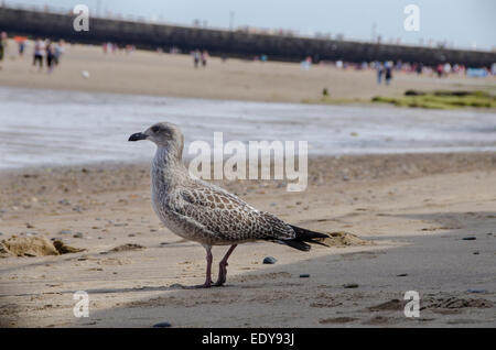 Close-up Profil von Jungen, Jugendlichen seabird (silbermöwe) mit fleckiges Gefieder, stehend auf Sand - Strand von Whitby, North Yorkshire, England, UK. Stockfoto