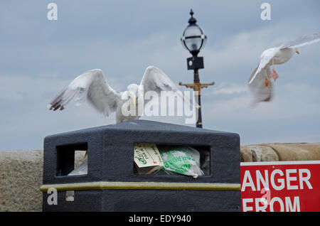 Low Angle close-up von 2 Erwachsenen Silbermöwen-1 Landung auf Abfallbehälter voller Müll, 1 Flattern & weg fliegen - Whitby, North Yorkshire, England, UK. Stockfoto
