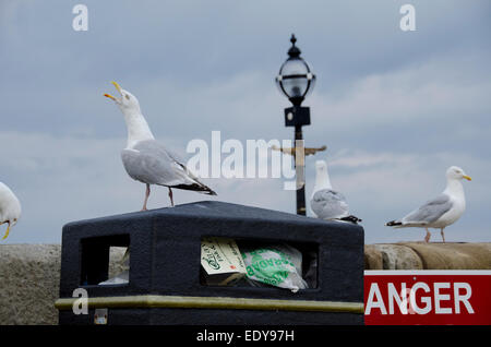 Low Angle close-up von 4 Erwachsenen Silbermöwen-1 stehend auf Abfallbehälter voller Müll, 3 auf Sea Wall - Whitby, North Yorkshire, England, UK. Stockfoto