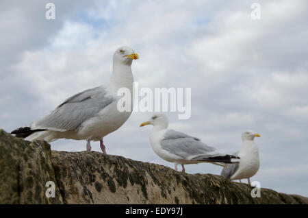 Low Angle close-up von 3 Erwachsenen Silbermöwen Seite an Seite auf Sea Wall, gegen den blauen bewölkten Himmel gesehen - Whitby, North Yorkshire, England, UK. Stockfoto