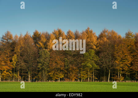 Die dichte Waldplantage zeigt tiefe Herbstfarben von Braun und Gold gegen einen leuchtend blauen Himmel - Farnley in der Nähe von Otley, North Yorkshire, England, Großbritannien. Stockfoto