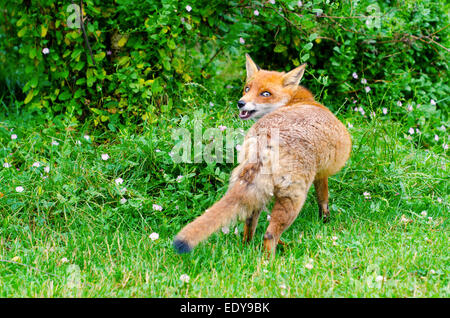 Rotfuchs im britischen Wildlife Centre, Surrey Stockfoto