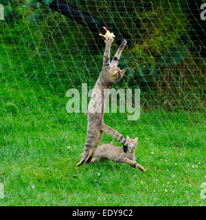 Schottische Wildkatzen gefüttert im britischen Wildlife Centre, Surrey Stockfoto