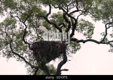 Erwachsene und Jugendliche Jabiru Störche in Ihrem Nest bei Sonnenuntergang, Transpanteneira Autobahn, Pantanal, Brasilien. Stockfoto