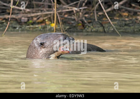 Riesenotter Meer mit einem Fisch, Rio Pixaim, Pantanal-Brasilien. Stockfoto