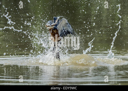 Beringter Eisvogel fangen einen Fisch, Rio Pixaim, Pantanal-Brasilien. Stockfoto