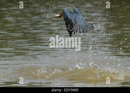 Eisvogel mit seinen Fisch, Rio Pixaim, Pantanal-Brasilien wegfliegende beringt. Stockfoto