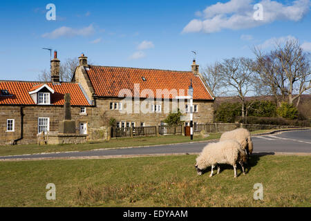 Großbritannien, England, Yorkshire, Goathland, Schafbeweidung im Zentrum des Dorfes Stockfoto