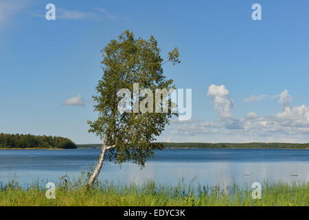 Birke am Ufer der blauen See. Sommerlandschaft Stockfoto