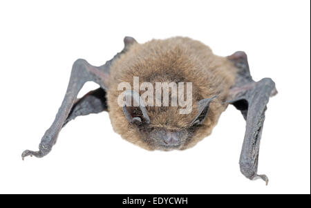 Vorderansicht der Fledermaus (gemeinsame Zwergfledermaus) auf weißem Hintergrund Stockfoto