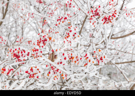 Zweig der Rowan im Schnee Stockfoto