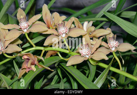 Cymbidium Verulam Orchidee Hybrid von Cymbidium Alexanderi & Cymbidium tracyanum Stockfoto