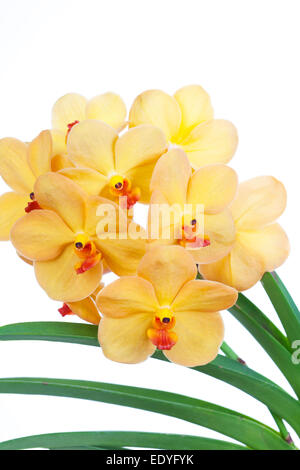 Leuchtend gelben Blüten einer Orchidee Vanda hautnah Stockfoto