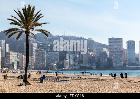 Strand-Szene in Benidorm, Spanien mit einzige Palme am Strand und Hochhäusern im Hintergrund. Stockfoto