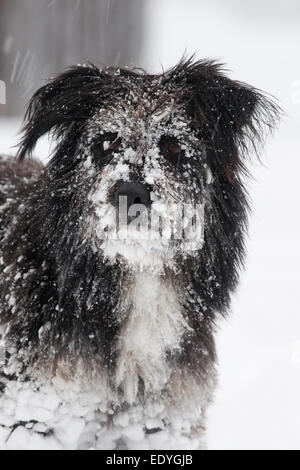 Tibet Terrier-Mix, im Schnee, Porträt Stockfoto
