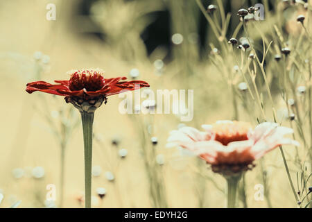 Retro-Foto von Zinnia oder Jugend und Alter Blumen im Garten Stockfoto