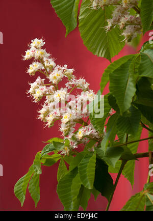 Dies ist eine Nahaufnahme von blühenden Kastanienbaum Blüten. Weiße Blüten befinden sich vor dem roten Hintergrund. Stockfoto