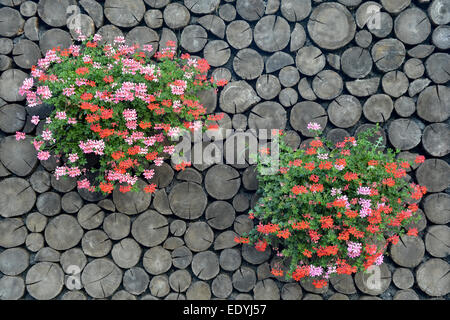 Auf das natürliche Holz Hintergrund befinden sich zwei Blumentöpfe mit bunten des Krans-Rechnung. Stockfoto