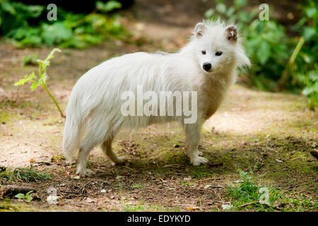 Marderhund oder Mangut (Nyctereutes Procyonoides), weiße Farbe, Form, Gefangenschaft, Niedersachsen, Deutschland Stockfoto