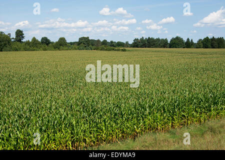 Mais Feld, Mais oder Mais (Zea Mays), Niedersachsen, Deutschland Stockfoto