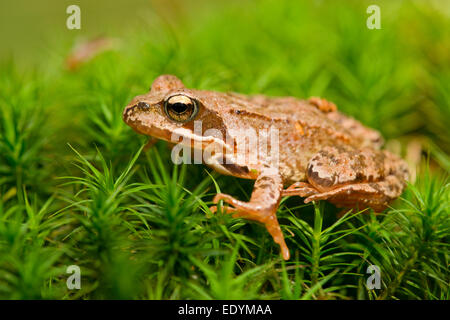 Gemeinsamen Frosch oder europäischen Frosch (Rana Temporaria), Niedersachsen, Deutschland Stockfoto