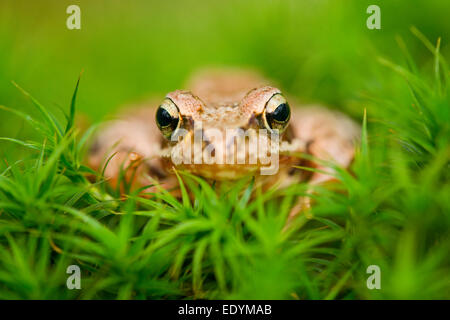 Gemeinsamen Frosch oder europäischen Frosch (Rana Temporaria), Niedersachsen, Deutschland Stockfoto