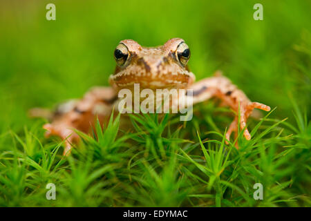 Gemeinsamen Frosch oder europäischen Frosch (Rana Temporaria), Niedersachsen, Deutschland Stockfoto
