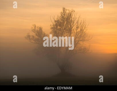 Einsame Crack Willow oder spröde Weide (Salix Fragilis), im Nebel bei Sonnenaufgang, Niedersachsen, Deutschland Stockfoto