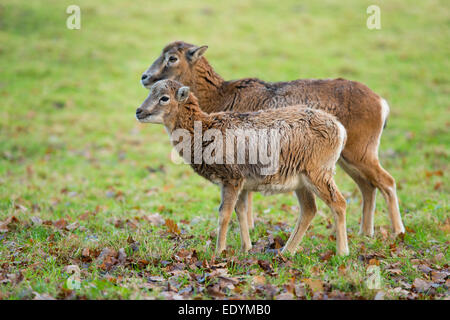 Mufflons (Ovis Ammon Musimon), erwachsenes Weibchen mit jungen, in Gefangenschaft, Niedersachsen, Deutschland Stockfoto