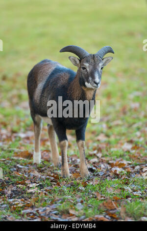 Mufflon (Ovis Ammon Musimon), junger Widder, in Gefangenschaft, Niedersachsen, Deutschland Stockfoto