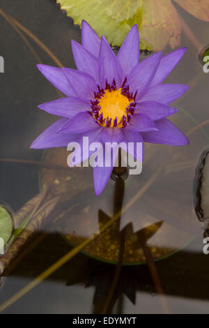 Seerose, Nymphaea-Arten, Sorte, Washington, DC Stockfoto