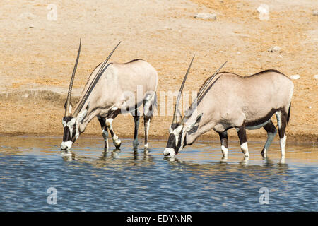 Spießböcke oder Oryx (Oryx Gazella) trinken an einer Wasserstelle, Etosha Nationalpark, Namibia Stockfoto