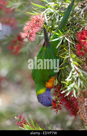 Essen Lorikeet Vogel in eine Flasche Bürste Strauch, Australien Stockfoto