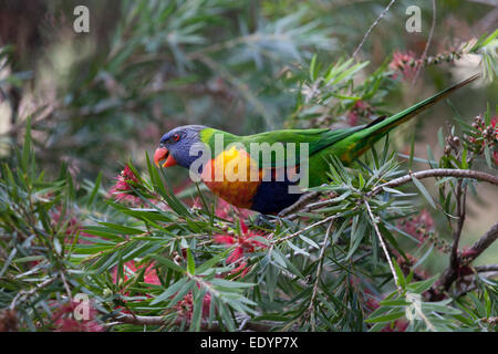 Regenbogen Lorikeet Vogel in eine Flasche Bürste Strauch, Australien Stockfoto