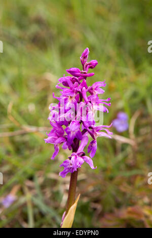 Großbritannien, Wales, Swansea, Gower, Southgate, südlichen Marsh Orchideen Dactylorhiza praetermissa Stockfoto
