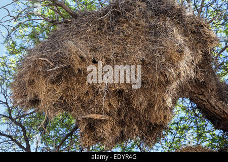 Afrikanische gesellig Weber großen Nest auf Baum, afrikanische Landschaft, Kgalagadi Transfrontier Park, Botswana, wahre Tierwelt Stockfoto