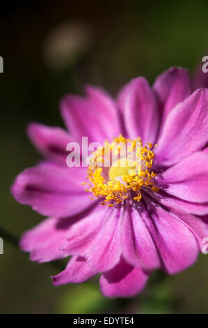 Tief rosa Spätsommer blühen japanischen Anemone. Anemone "Pamina". Stockfoto