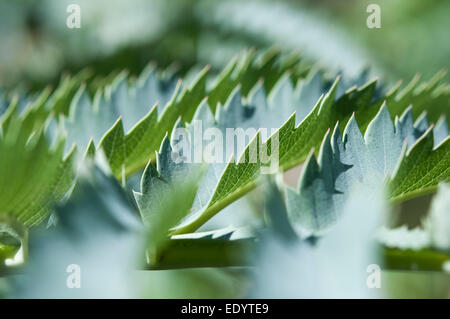 Gezahnten Blatträndern von Melianthus Major Strauch. Stockfoto