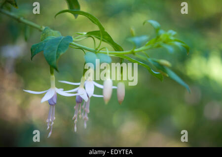 Eine zarte blasse weiße Fuschia mit lila Mitte. Hängenden Blüten und einem weichen grünen Hintergrund. Stockfoto