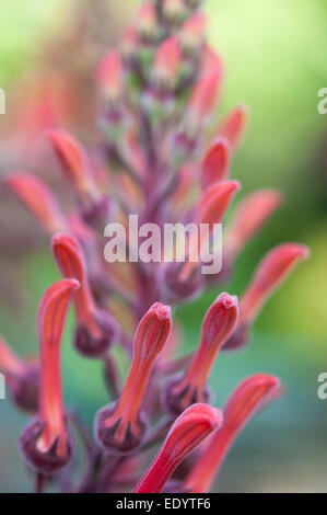 Lobelia Tupa eine hohe spät blühende Pflanze mit seltsamen roten Blüten. Stockfoto