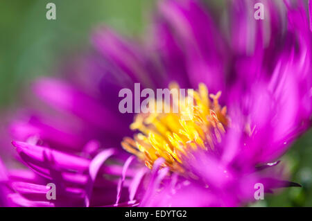 Lebendige Farben von einem hohen Bergaster Aster Novae-Angliae in einem hellen rosa lila Farbe. Nahaufnahme mit gelben Staubgefäßen. Stockfoto