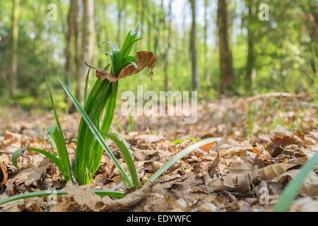 Bluebell schießt durch Blattsänfte wächst. Stockfoto