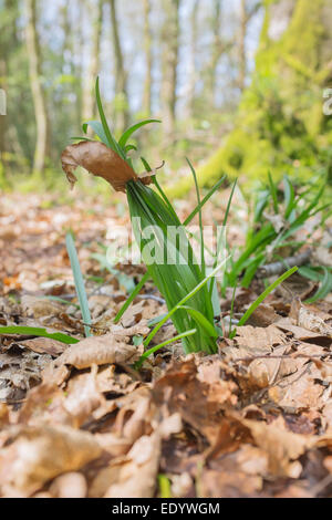 Bluebell schießt durch Blattsänfte wächst. Stockfoto